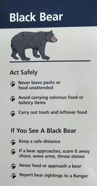 DEC recommends safety tips during bear sightings